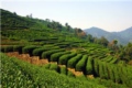 Dragon Wall Tea Plantation 3